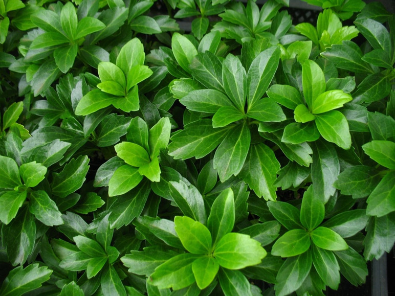 Dickmännchen, (Ysander - Pachysandra terminalis), 5 Pflanzen