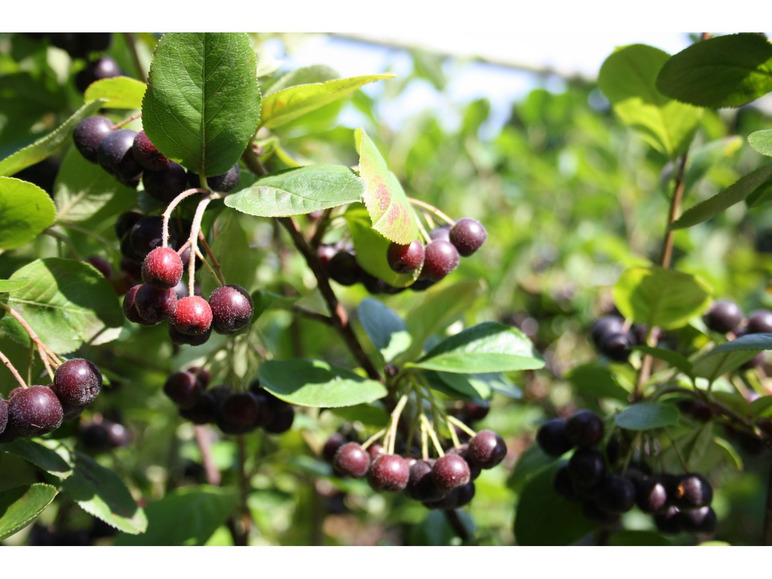 Apfelbeere 'Aronia Nero'
