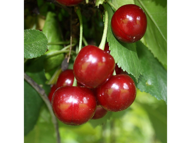Sauerkirsche »Jade«, Obstbaum, wurzelecht, winterhart, mehrjährig, selbstfruchtbar