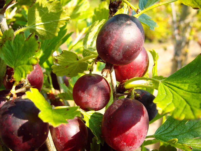 Stachelbeer-Stamm »Hinnonmäki®«, winterhart, mehrjährig, 1 Pflanze, 150 cm Wuchshöhe