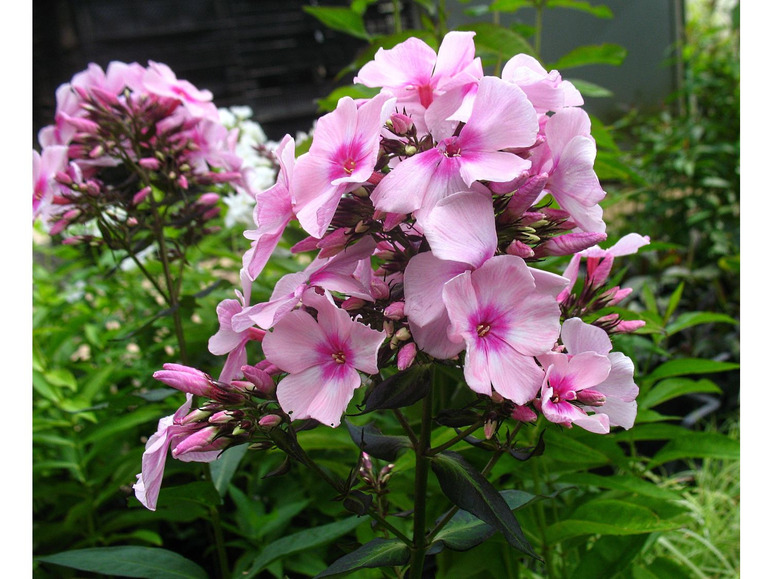 Hoher Staudenphlox, rosa blühend, 2 Pflanzen im 1 Liter Topf