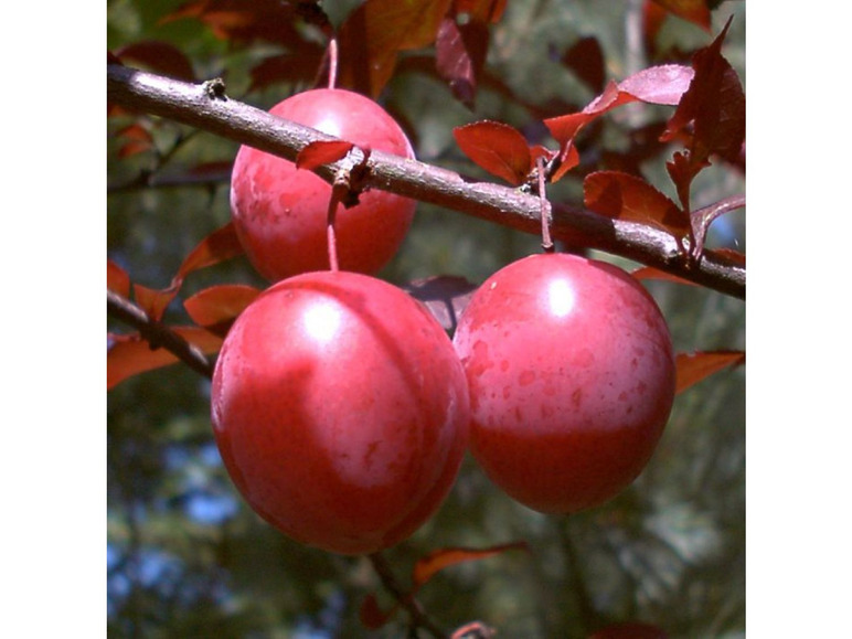 Blutpflaume 'Trailblazer'