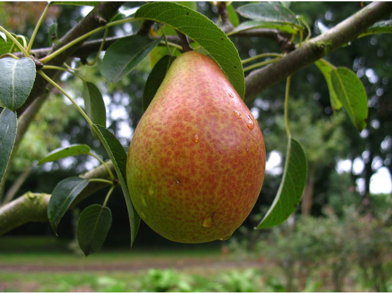 Birne 'Gute Luise', Buschbaum