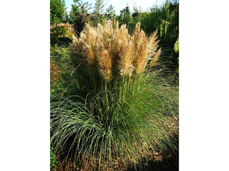 Pampasgras - Cortaderia selloana im 1 Liter Topf