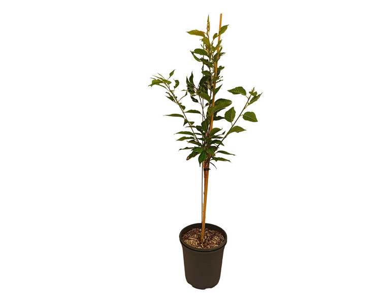 Japanische Blütenkirsche 'Kanzan', rosa blühend, XL Strauch