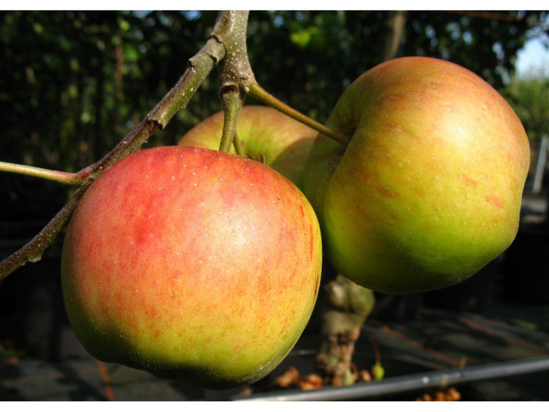 Zwergapfelbaum »Cox Orange«, 1,8 - 2 Meter Wuchshöhe, mittelgroße Früchte, süß-aromatisch