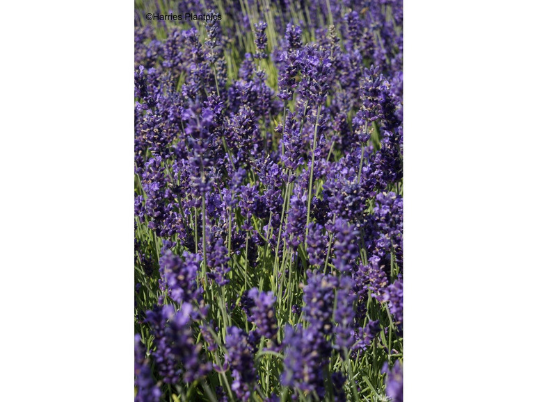 Lavendel, 5 Stauden