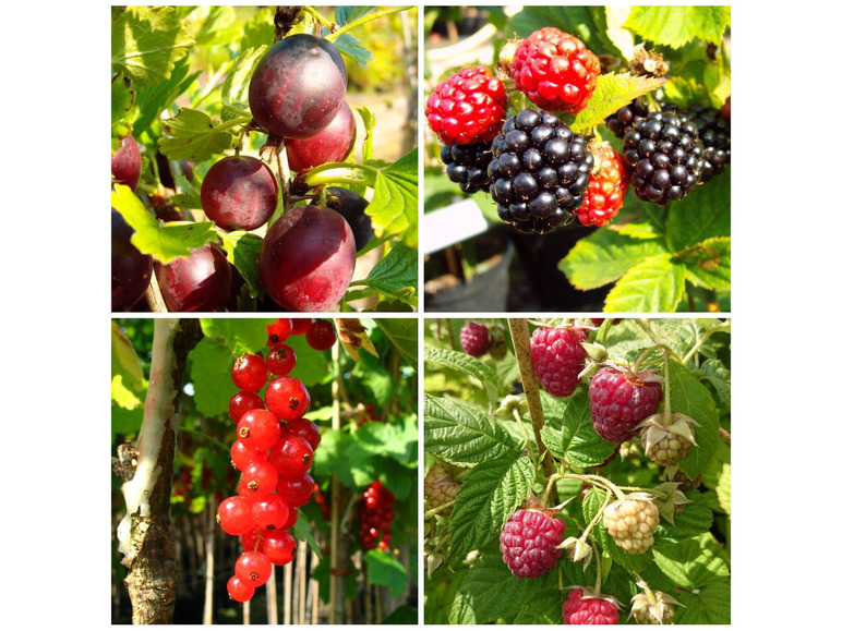 Beerenobst, 4 Pflanzen, Johannisbeere, Stachelbeere, Himbeere, Brombeere, winterhart