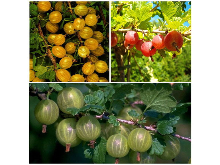 Stachelbeere »Hinnonmäki®», »Hinnonmäki®« und »Invicta®«, 3 Stämmchen je rot, grün und gelb