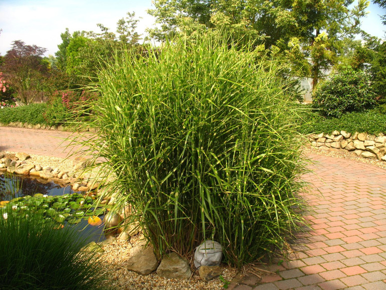 Gestreiftes Chinaschilf, Zebraschilf - 1 Liter Topf