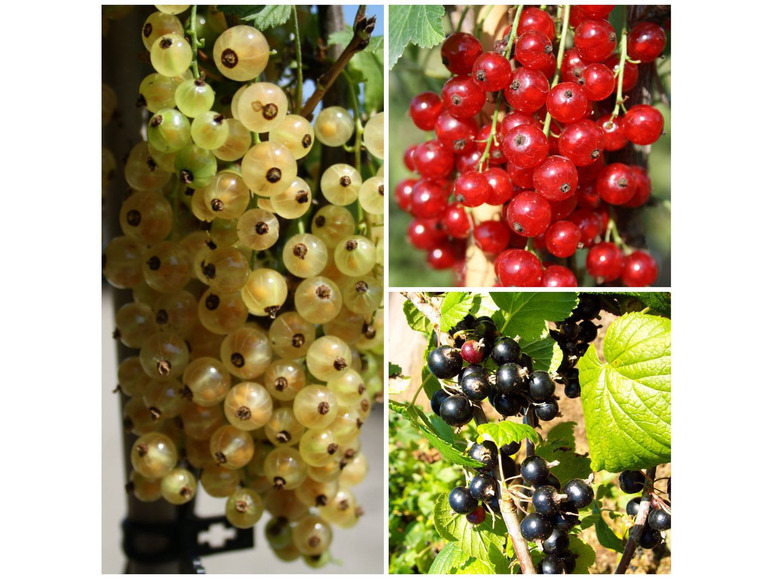 Johannisbeere, 3 Sträucher je weiß, schwarz und rot, Säulenobst, säuerlich-süß, winterhart