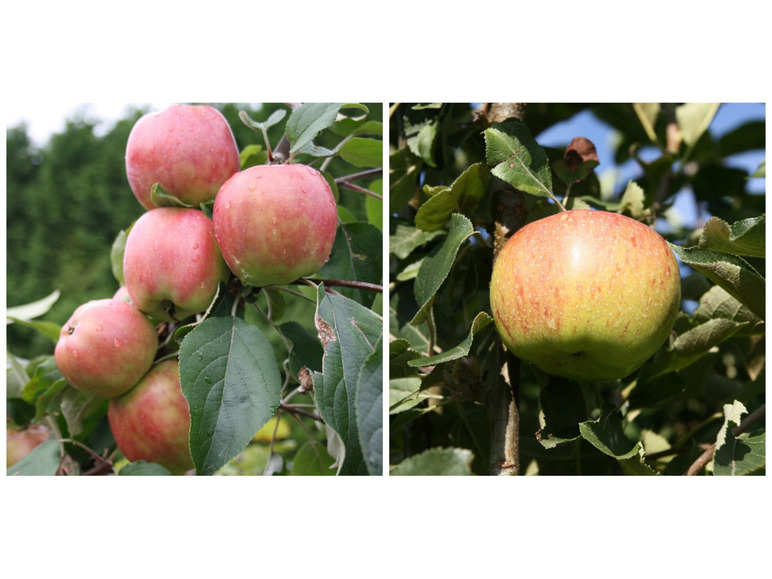 Apfel »Gravensteiner« und »Jonagold«, 2 Pflanzen, Buschbaum, 300 - 400 cm Wuchshöhe
