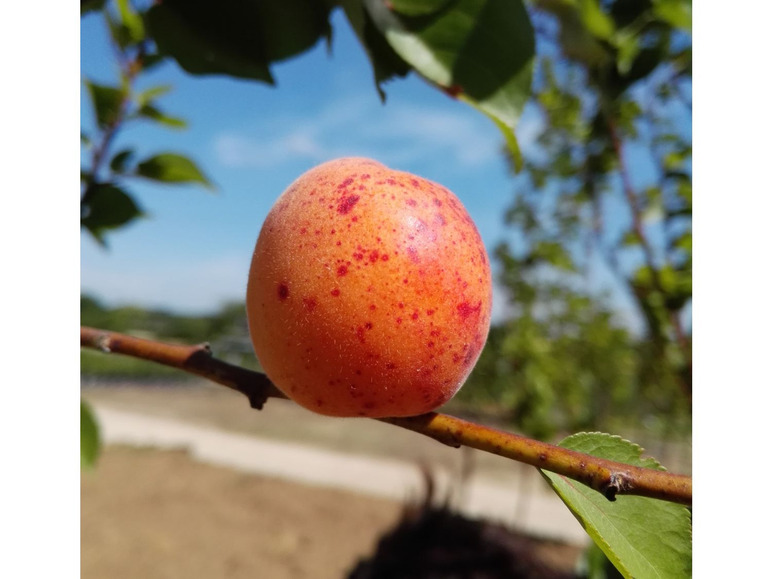 Aprikose 'Bergeron', Buschbaum
