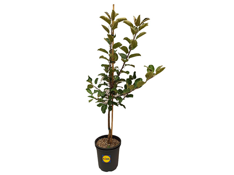 Apfelbaum »Santana®«, Buschbaum, süß und saftig, gut für Allergiker geeignet, winterhart