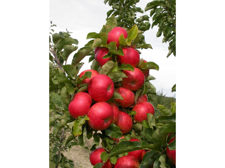 Apfel »Sonate«, Säulenobst, 60 cm schmale Wuchsbreite, winterhart, schorftolerant