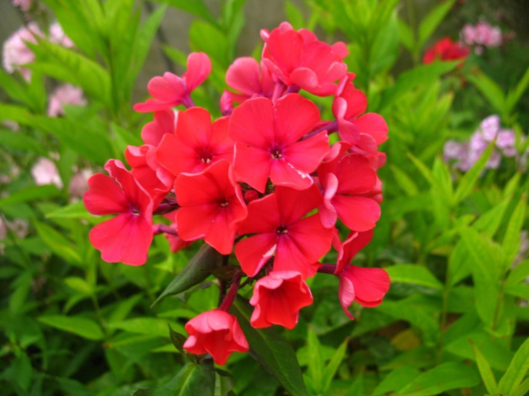 Hoher Staudenphlox, rot blühend, 2 Pflanzen im 1 Liter Topf