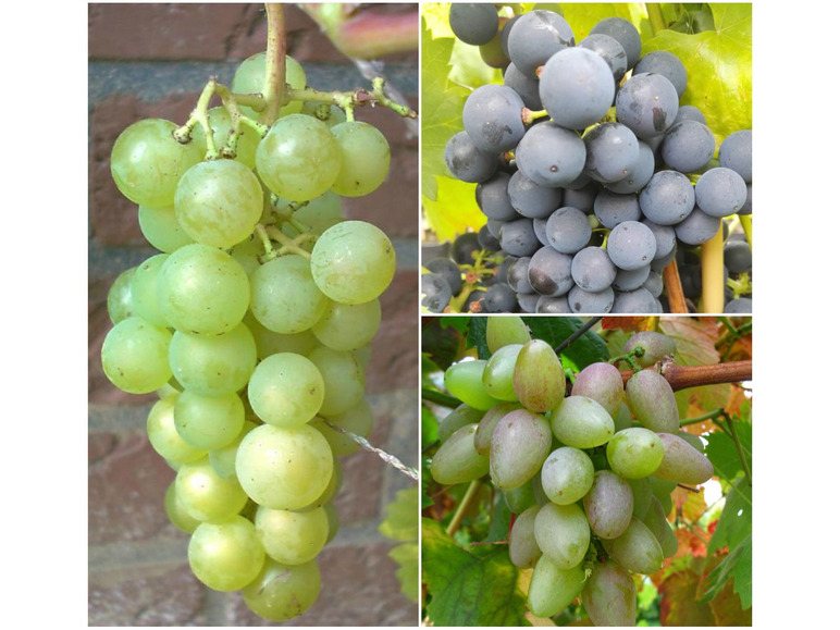 Weintrauben »Suffolk Red«, »Venus« und »Lakemont«, 3 Pflanzen, kernlos, pilzfest