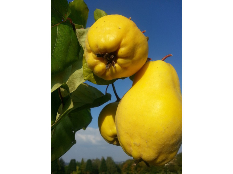 Quitte, Portugiesische Birnenquitte, Obstbaum, selbstfruchtend, süße und saftige Früchte