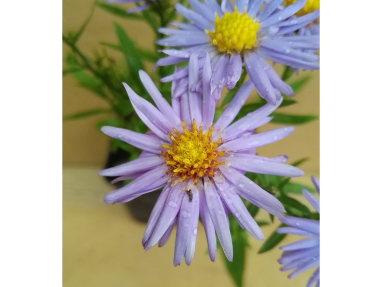 Aster dumosus - Kissenaster, hellblau, 5 Stauden