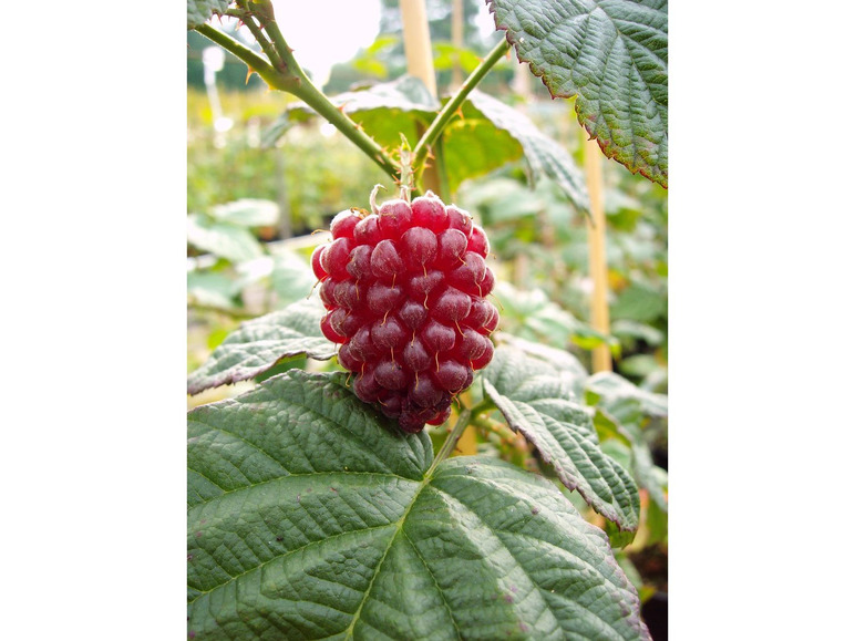 Tayberry 'Buckingham'®, dornenlos