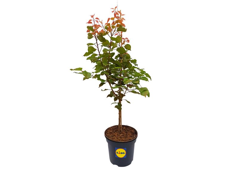 Zwergaprikose 'Goldrich'