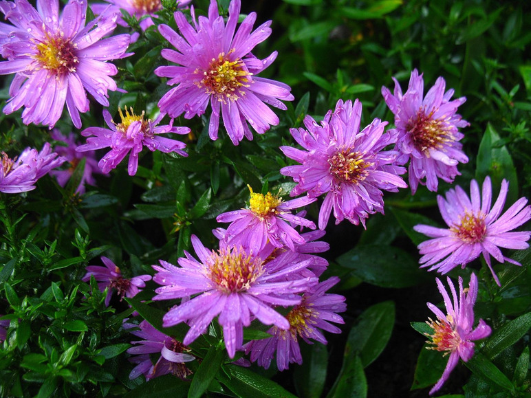 Aster dumosus - Kissenaster, rot, 5 Stauden