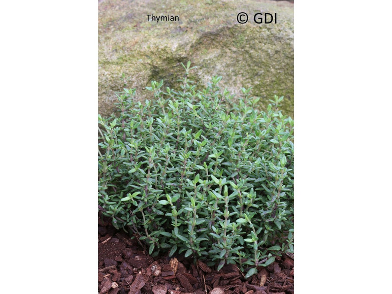 Thymian, 2 Pflanzen