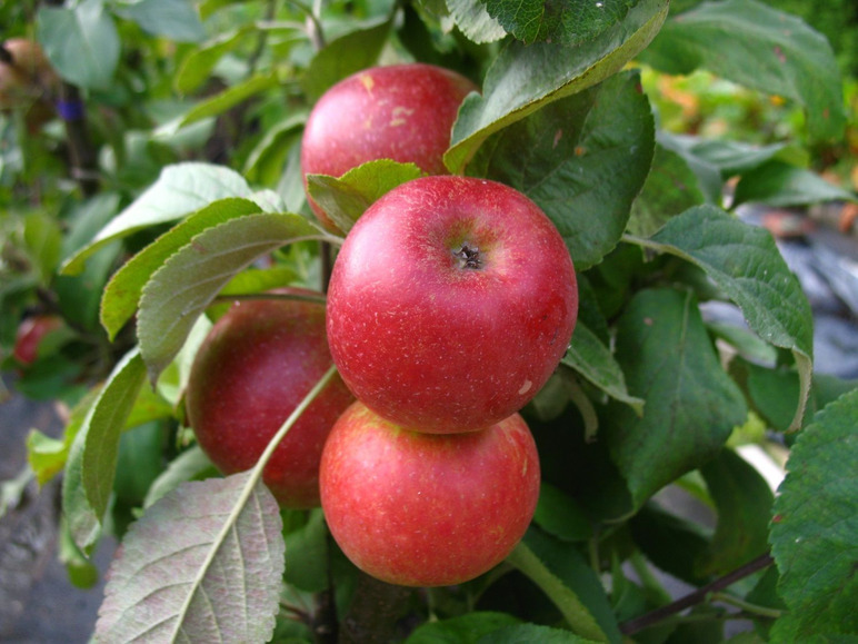 Apfelbaum »Starcats«, Säulenobst, Malus domestica, süßsäuerlich, winterhart, mehrjährig