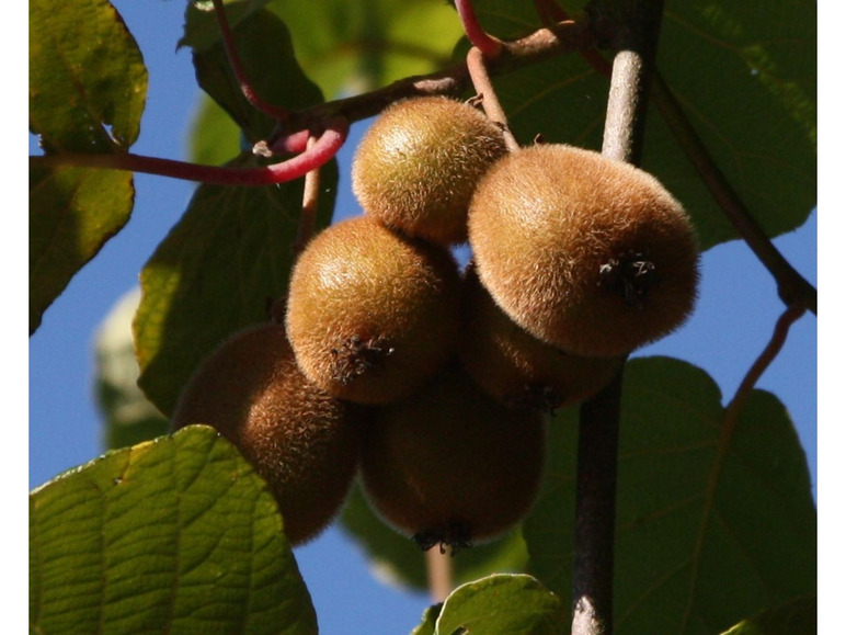 Kiwi »Hayward« und »Atlas«, 2 Kletterpflanzen, süß-säuerlich, saftig, reich an Vitamin-C