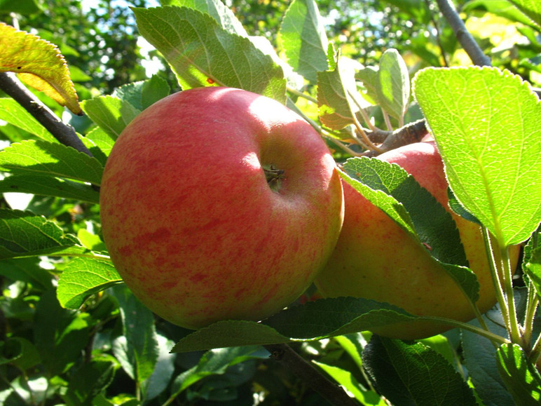 Zwergapfelbaum »Elstar«, 1 Spindel, 1,8 - 2 Meter Wuchshöhe, mittelgroße Früchte, saftig