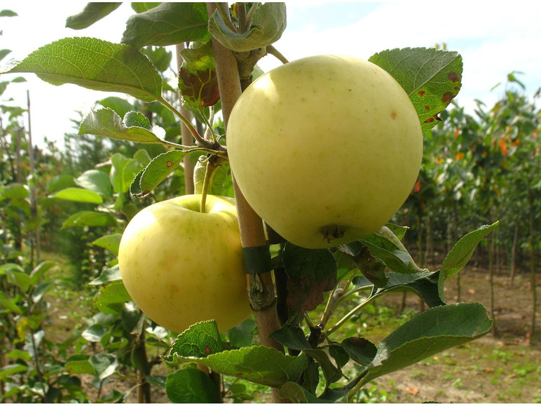 Weißer Klarapfel, winterhart, 100 cm Lieferhöhe, 1 Pflanze