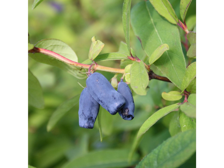 Sibirische Blaubeere 'Eisbär'®