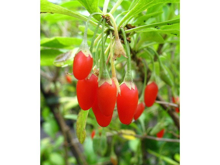 Goji-Beere, winterhart, mehrjährig, 1 Pflanze, 3 m Wuchshöhe, 2 Liter Container
