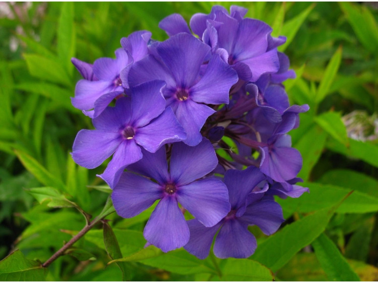 Hoher Staudenphlox, blau blühend, 2 Pflanzen im 1 Liter Topf
