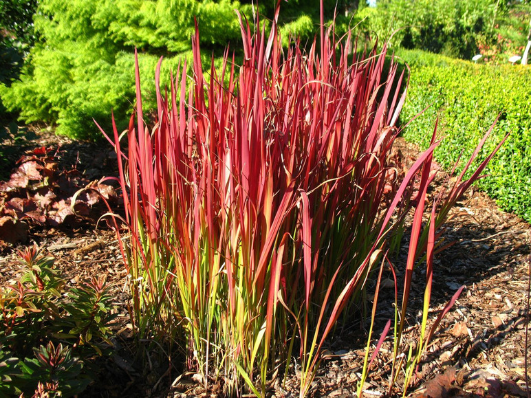 Flammengras 'Red Baron'