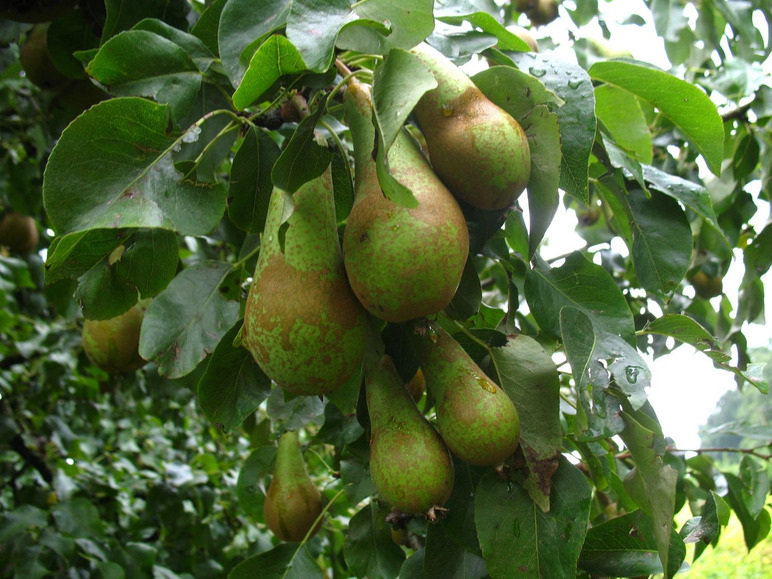 Birnenbaum »Conference«, winterhart, 1 Pflanze, 400 cm Wuchshöhe, 5 Liter Container